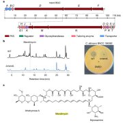 
中国科学家发现抗真菌 “秘密武器” 曼迪霉素